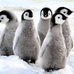 This Blind Penguin Learning To Swim Is The Most Inspiring Thing You’ll See Today