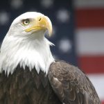 Watch bald eagle try to bite Trump and muss his hair