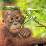 What Happens When You Show An Orangutan A Magic Trick